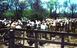 Die eigene Rinderfarm in Paraguay
